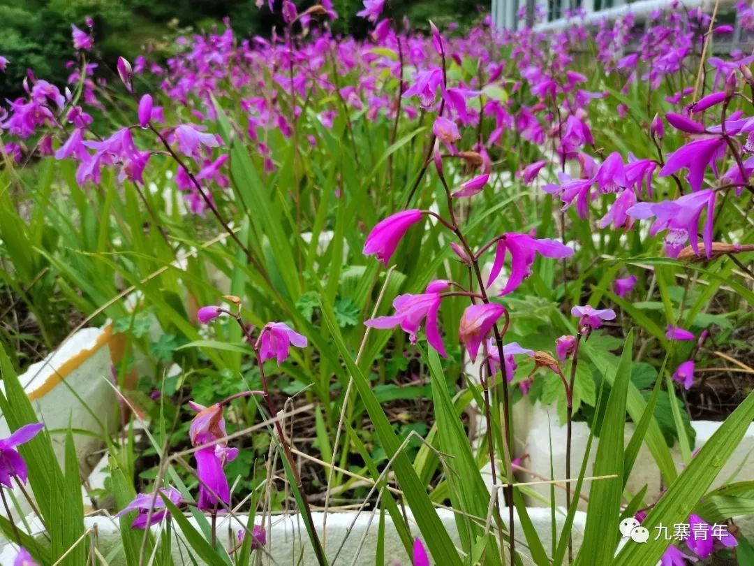 种植惠兰视频_种植惠兰致富_致富种植惠兰图片大全