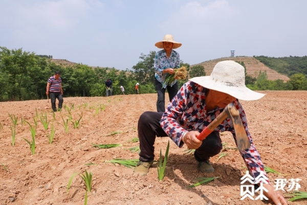 致富经立体种植_立体高效种植技术_立体种植案例