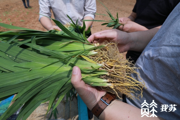 立体高效种植技术_立体种植案例_致富经立体种植