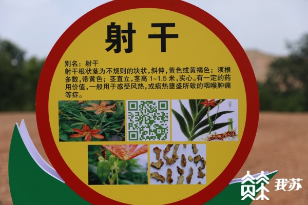 致富经立体种植_立体高效种植技术_立体种植案例