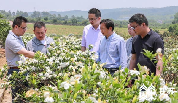 立体高效种植技术_立体种植案例_致富经立体种植