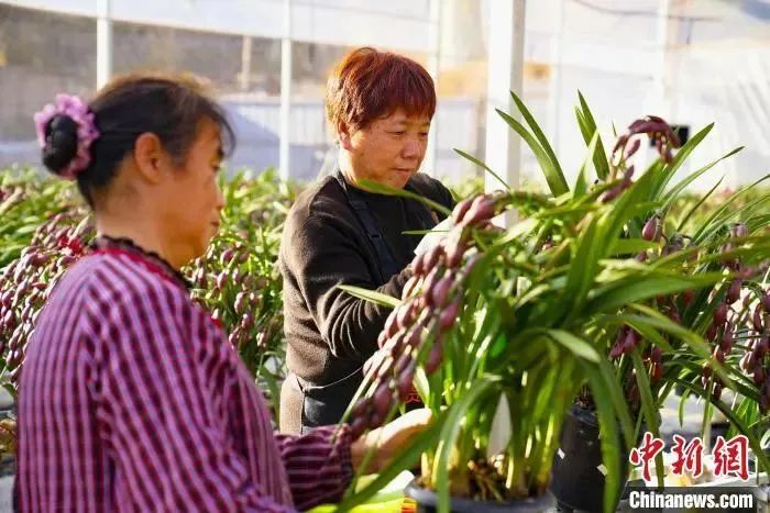 种植惠兰致富_致富种植惠兰图片大全_致富种植惠兰好吗