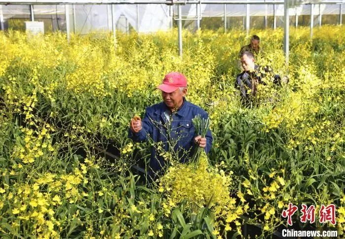 致富种植惠兰图片大全_致富种植惠兰好吗_种植惠兰致富