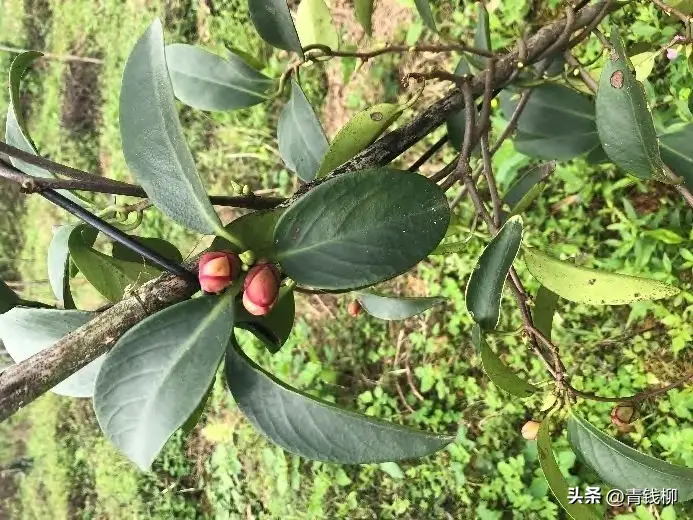 致富经布福娜种植技术_致富经布福娜种植技术_致富经布福娜种植技术