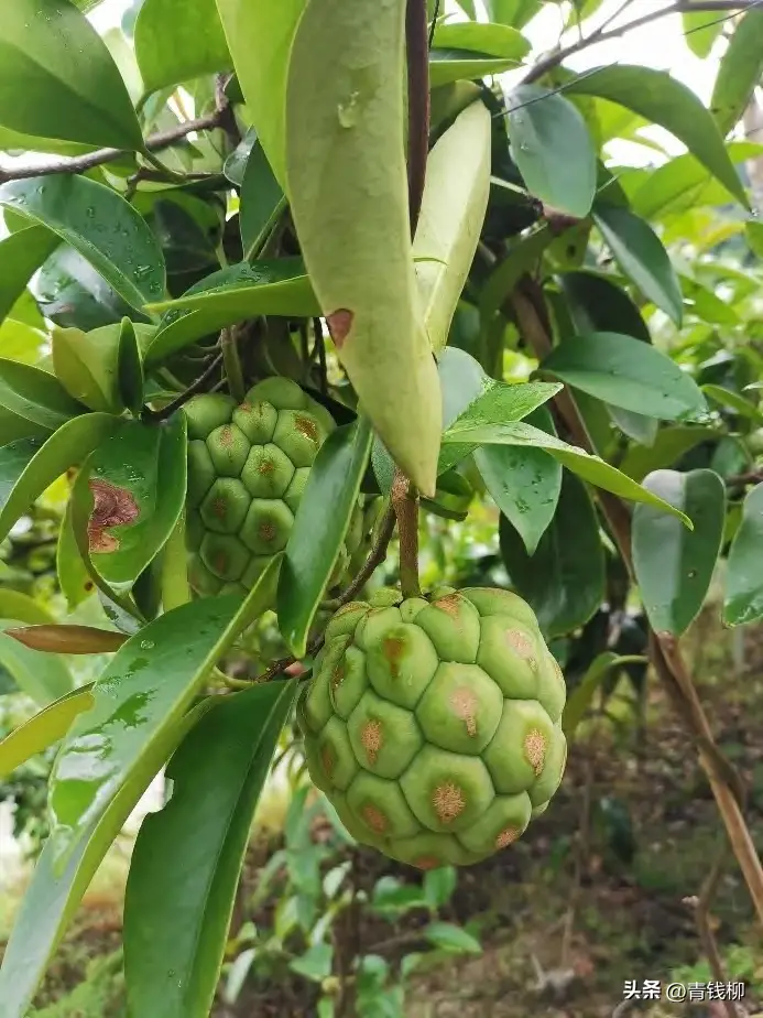 致富经布福娜种植技术_致富经布福娜种植技术_致富经布福娜种植技术