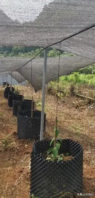 致富经布福娜种植技术_致富经布福娜种植技术_致富经布福娜种植技术