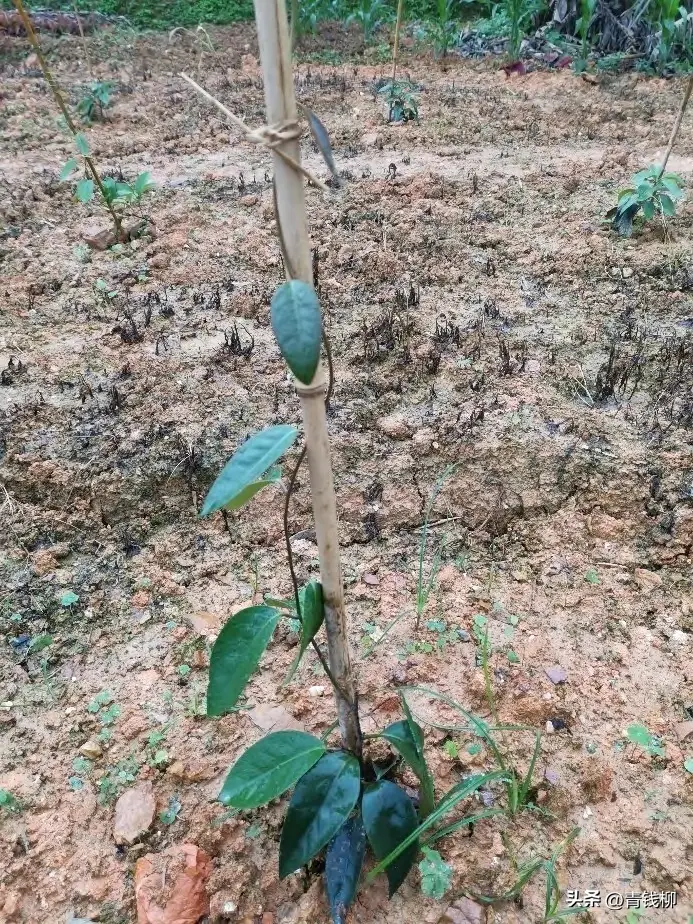 致富经布福娜种植技术_致富经布福娜种植技术_致富经布福娜种植技术