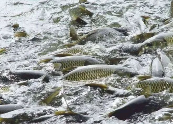 养殖鲶鱼利润多大_致富养殖鲶鱼发家视频_鲶鱼养殖发家致富