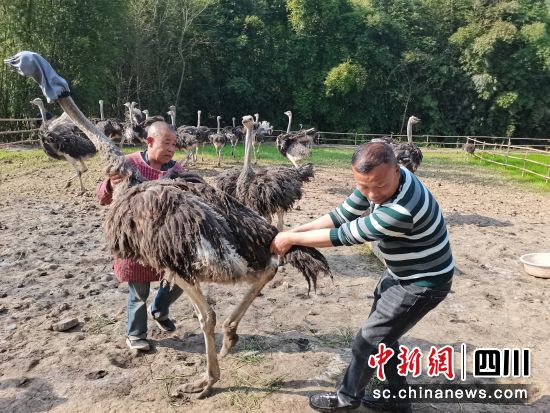 泸州纳溪：发展特色养殖 鸵鸟“驮”起致富路