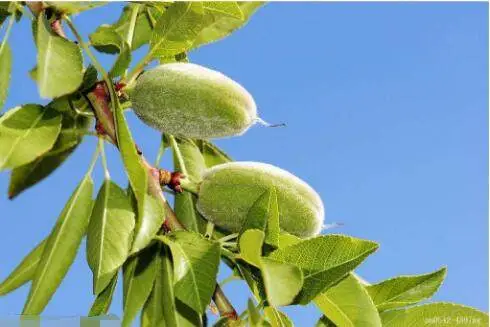 致富坚果种植项目介绍_坚果种植致富项目_坚果种植效益