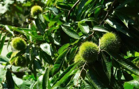 致富坚果种植项目介绍_坚果种植效益_坚果种植致富项目