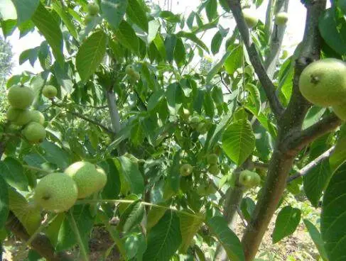 坚果种植致富项目_致富坚果种植项目介绍_坚果种植效益