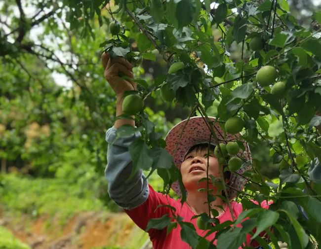 梅子种植与管理_梅子种植致富_致富梅子种植视频