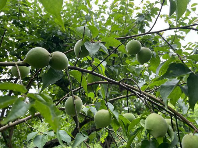 致富梅子种植视频_梅子种植致富_梅子种植与管理