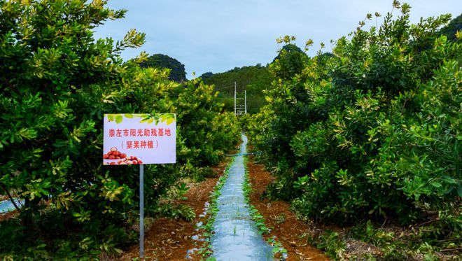 致富坚果种植项目怎么样_致富坚果种植项目有哪些_坚果种植致富项目