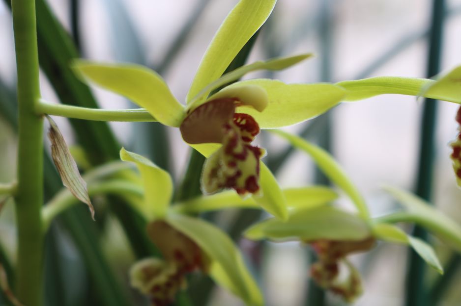 种植惠兰致富_致富种植惠兰图片大全_致富种植惠兰好吗