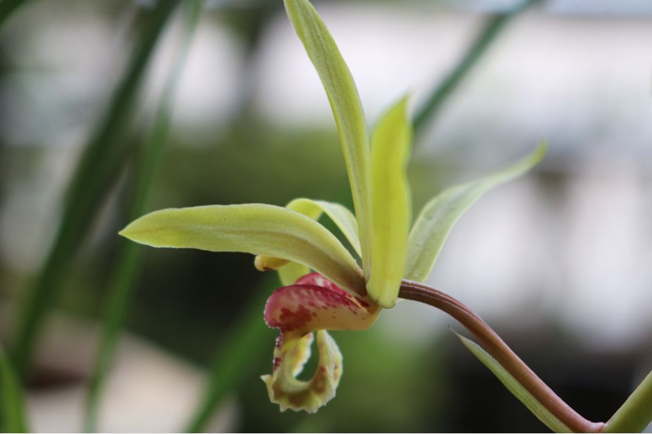 致富种植惠兰好吗_致富种植惠兰图片大全_种植惠兰致富