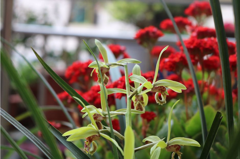 致富种植惠兰图片大全_致富种植惠兰好吗_种植惠兰致富