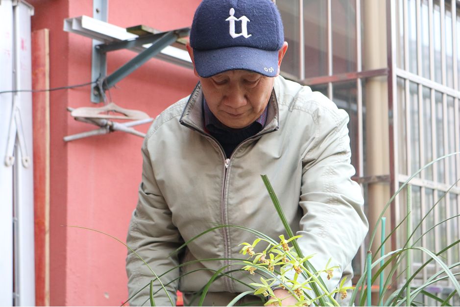 致富种植惠兰图片大全_种植惠兰致富_致富种植惠兰好吗