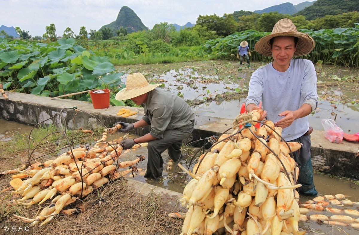 山区莲藕地膜覆盖早熟高效栽培技术