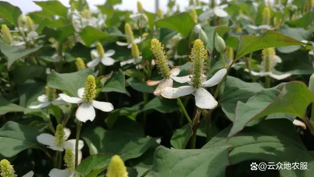 鱼腥草（折耳根）怎么种植？根茎繁殖，做好水肥管理