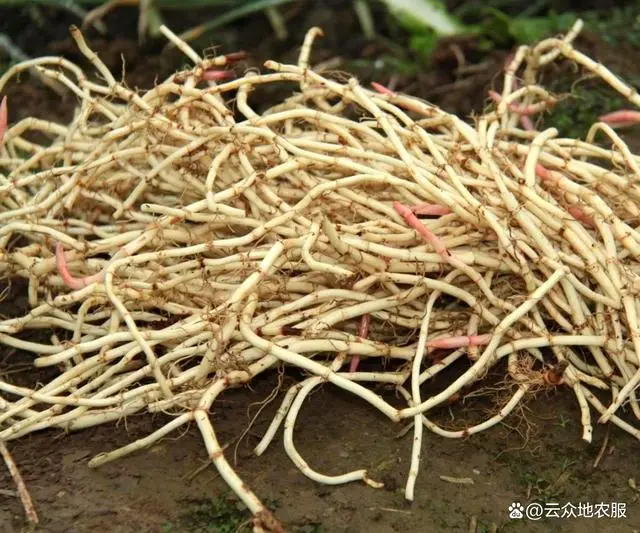 大面积折耳根种植技术视频_种植折耳根要多少成本_折耳根的种植技术