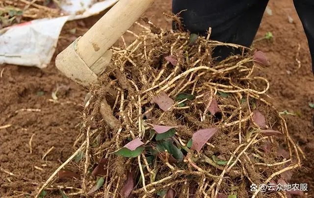 大面积折耳根种植技术视频_种植折耳根要多少成本_折耳根的种植技术