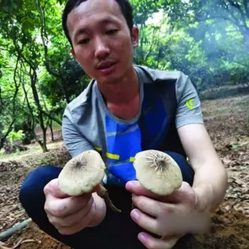 蘑菇养殖技术视频_蘑菇的养殖技术视频播放_学习养殖蘑菇技术