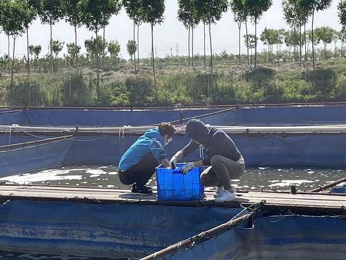 宝石鲈鱼养殖难点_宝石鲈市场价格_宝石鲈养殖技术人员