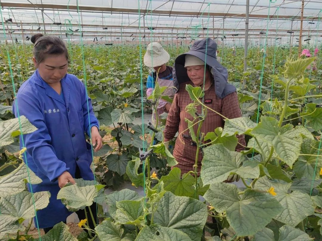 致富经创业项目农村种植业_农业种植致富新路子是什么_致富经农业种植