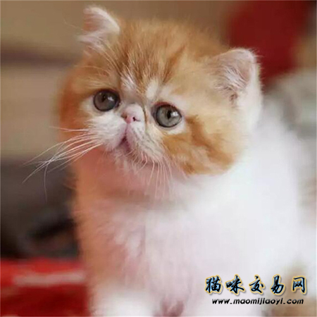 加菲猫养殖致富_农村养加菲猫_致富养殖猫加菲猫怎么样