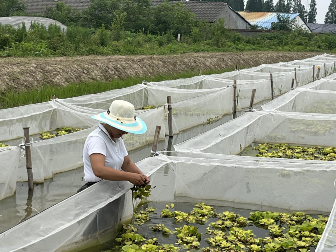 水母养殖技术_养殖水母技术视频教程_养殖水母技术视频