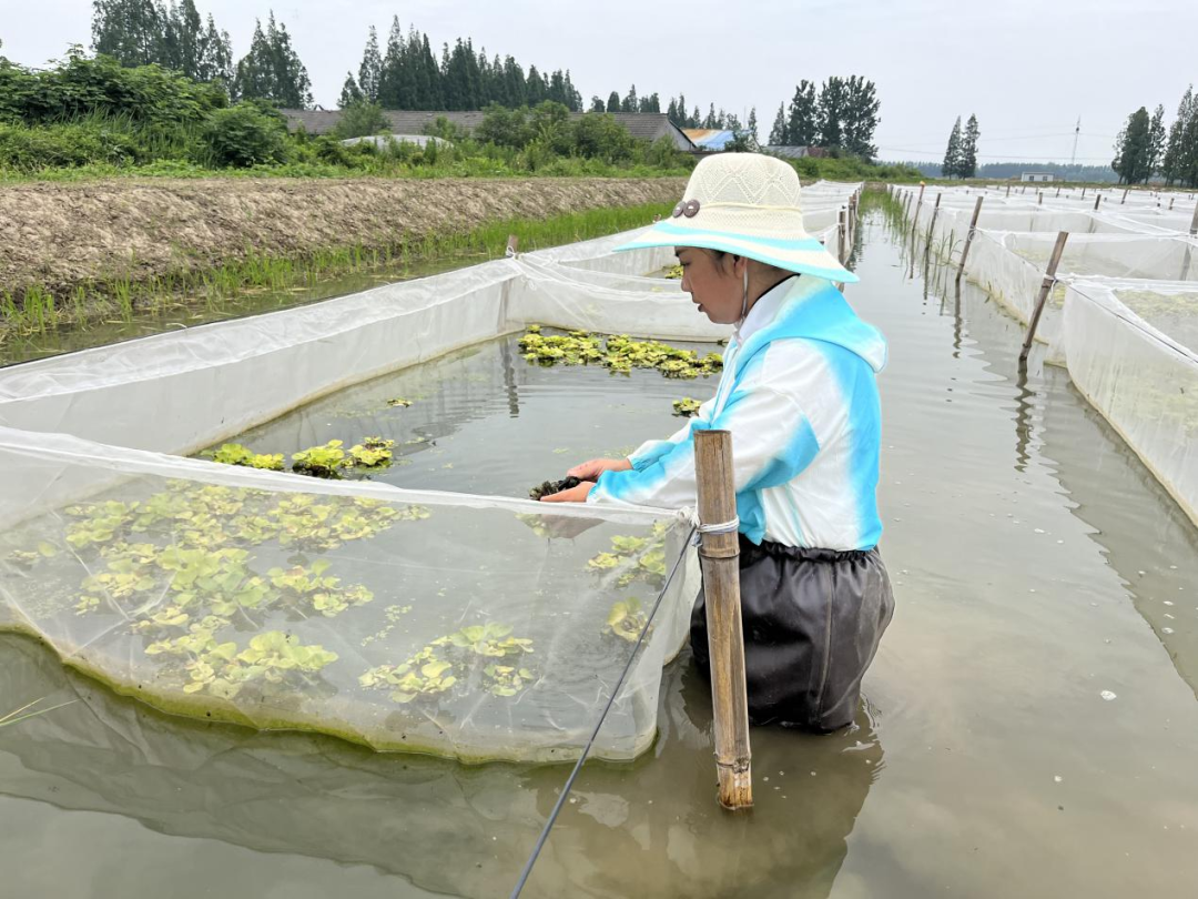 养殖水母技术视频_水母养殖技术_养殖水母技术视频教程