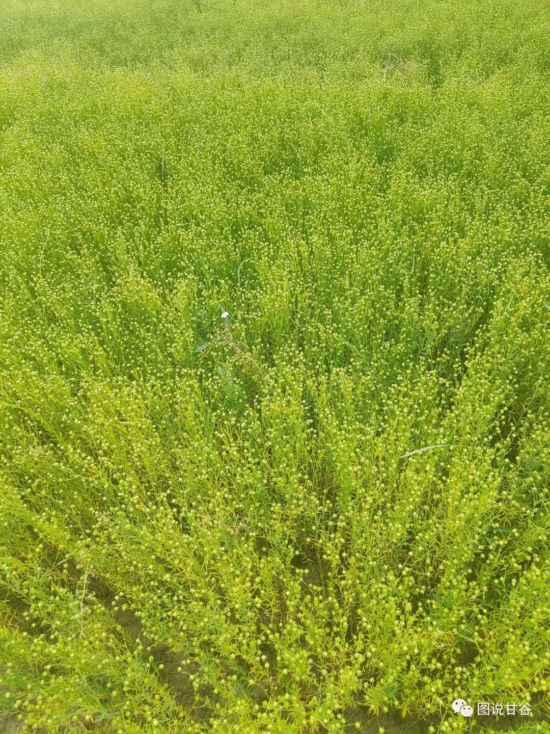 亚麻种植技术_亚麻种植致富_种植亚麻能赚钱吗