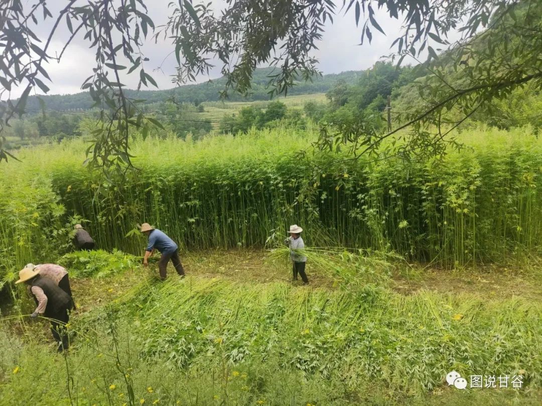 种植亚麻能赚钱吗_亚麻种植致富_亚麻种植技术