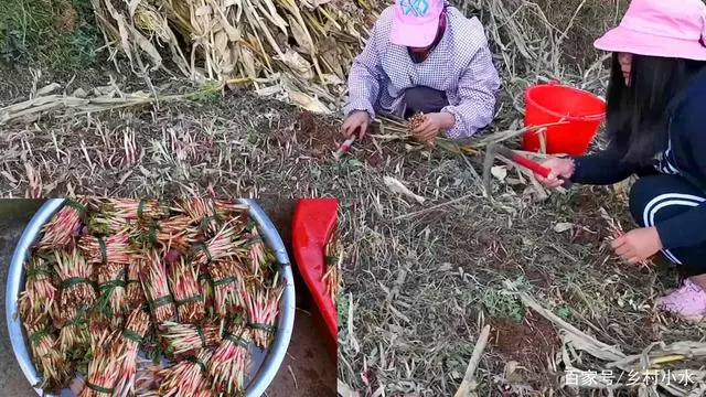 种植折耳根要多少成本_折耳根的种植技术_拆耳根的种植技术