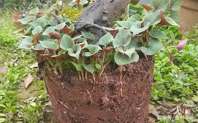 折耳根的种植技术_拆耳根的种植技术_种植折耳根要多少成本