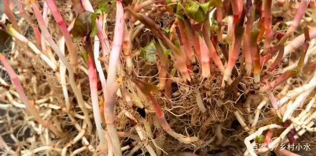 种植折耳根要多少成本_折耳根的种植技术_拆耳根的种植技术