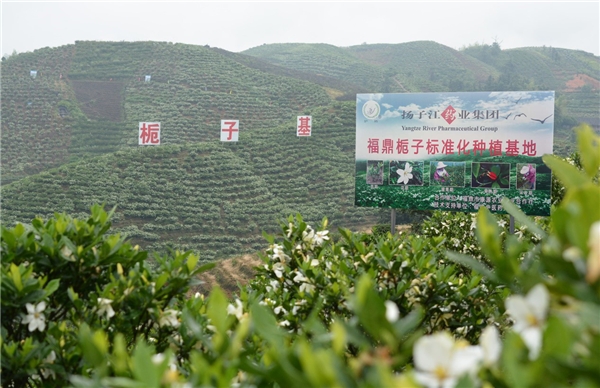 中药材长为农民增收，扬子江药业集团助力乡村振兴跑出“加速度”