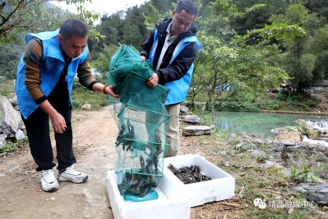 澳洲淡水龙虾致富经_致富经澳洲淡水大龙虾养殖_致富经淡水澳洲龙虾视频