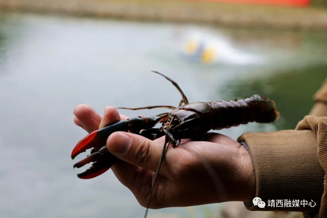 澳洲淡水龙虾致富经_致富经淡水澳洲龙虾视频_致富经澳洲淡水大龙虾养殖