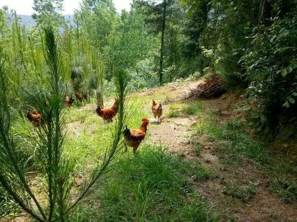 养鸡喂草的致富经_致富经养殖鸡视频_致富经野草喂鸡