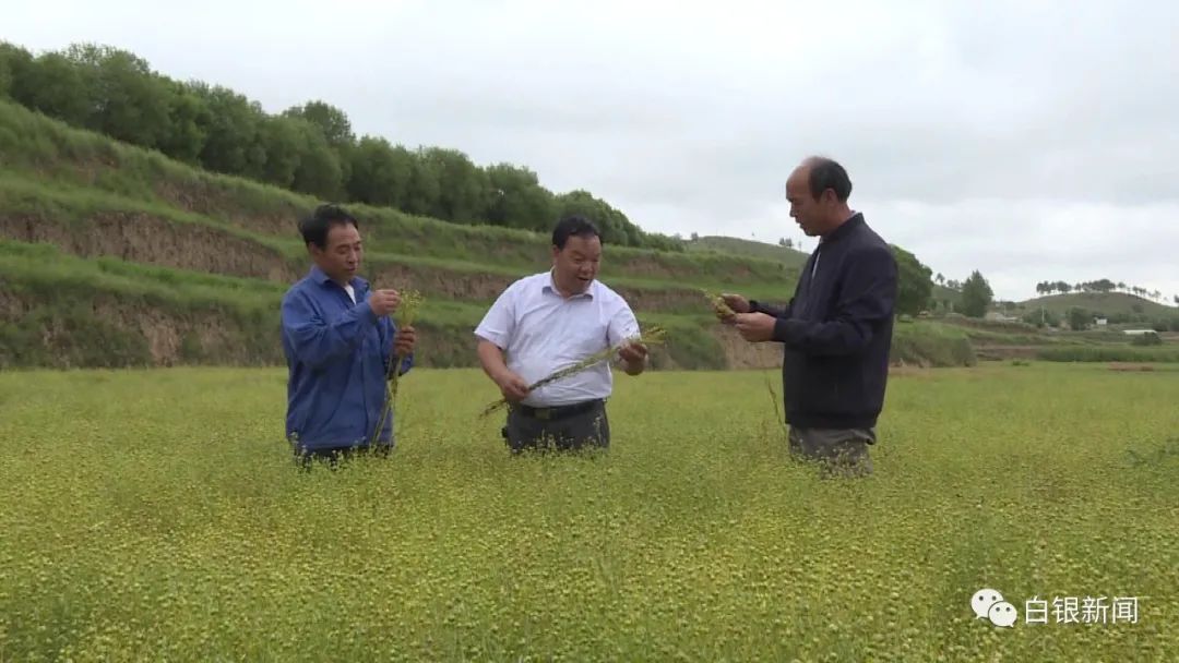 亚麻种植致富_亚麻种植技术_亚麻种植的经济效益