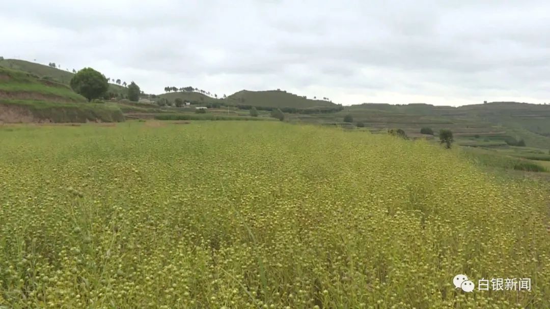 亚麻种植技术_亚麻种植的经济效益_亚麻种植致富