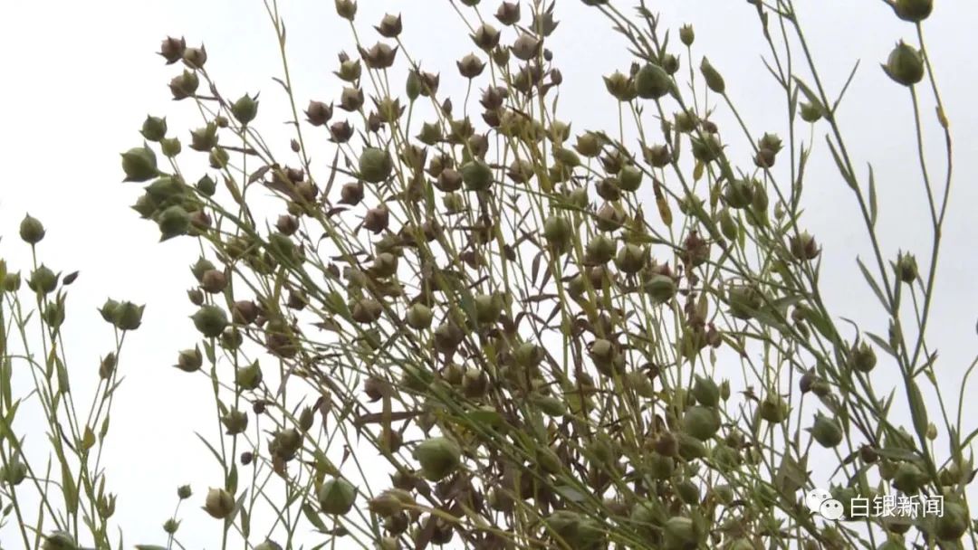 亚麻种植技术_亚麻种植的经济效益_亚麻种植致富