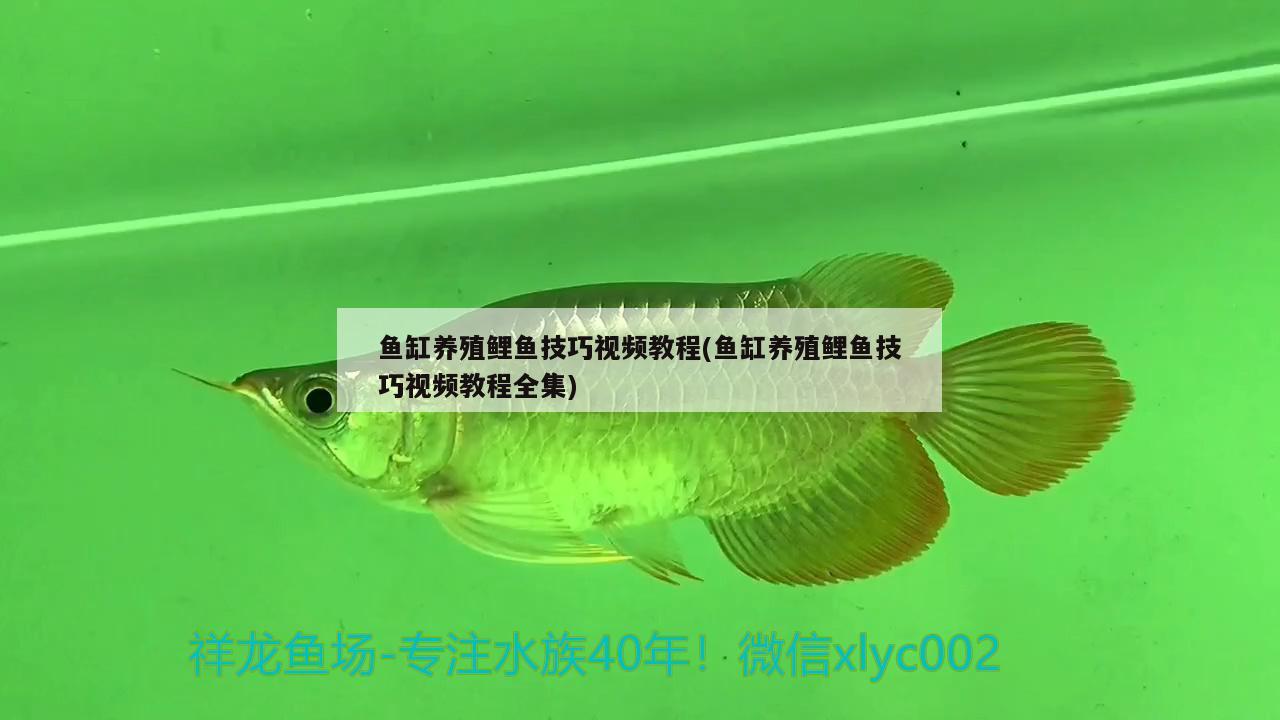 鱼缸养殖鲤鱼技巧视频教程(鱼缸养殖鲤鱼技巧视频教程全集)