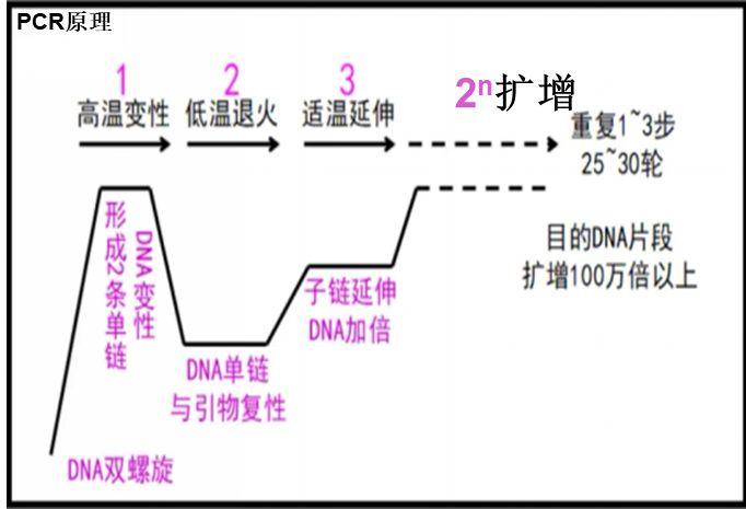 养殖猪的视频_视频养殖猪技术教程_猪视频养殖技术