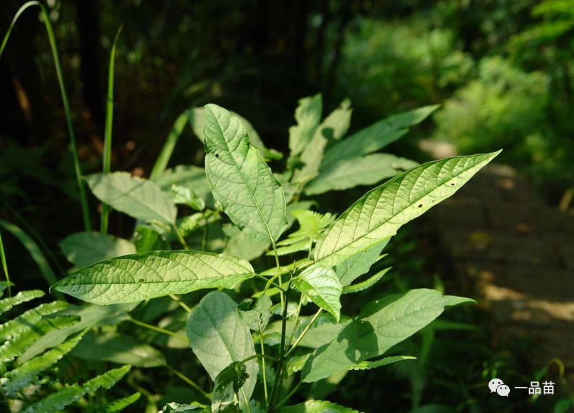 致富经野草喂鸡_养鸡喂草的致富经_致富经种草养鸡