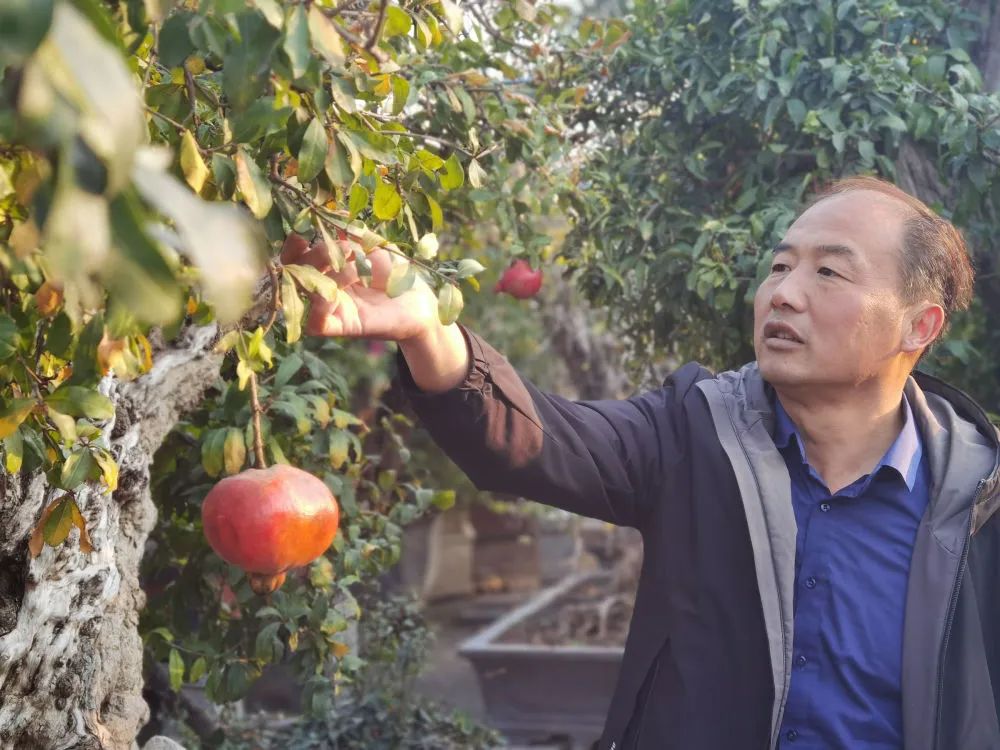 冬季石榴树怎样移栽_石榴冬季管理方法_石榴种植冬季管理技术视频