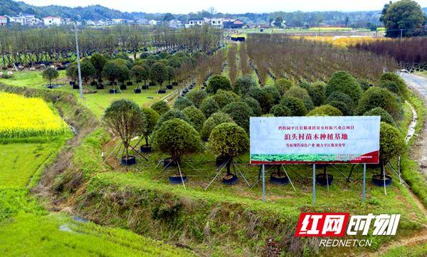 致富经豪猪养殖技术_湖南豪猪养殖基地_致富经豪猪湖南